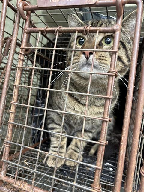 Shelter Stray Male Cat last seen Near BLOCK PLUMMER RD, 4950 SW Triana Blvd, Huntsville, AL 35805, USA