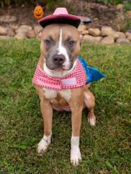 Shelter Stray Male Dog last seen Near BLOCK S 2ND ST, 3528 Newburg Rd, Louisville, KY 40218, USA