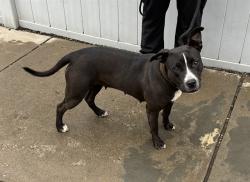 Shelter Stray Female Dog last seen Near BLOCK W BROADWAY, 3528 Newburg Rd, Louisville, KY 40218, USA
