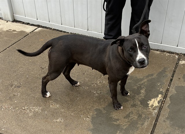 Shelter Stray Female Dog last seen Near BLOCK W BROADWAY, 3528 Newburg Rd, Louisville, KY 40218, USA