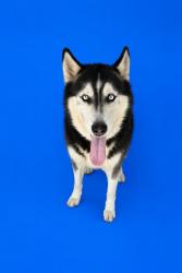 Shelter Stray Male Dog last seen Near BLOCK SW 99 AVE, 3599 NW 79th Ave, Doral, FL 33122, USA
