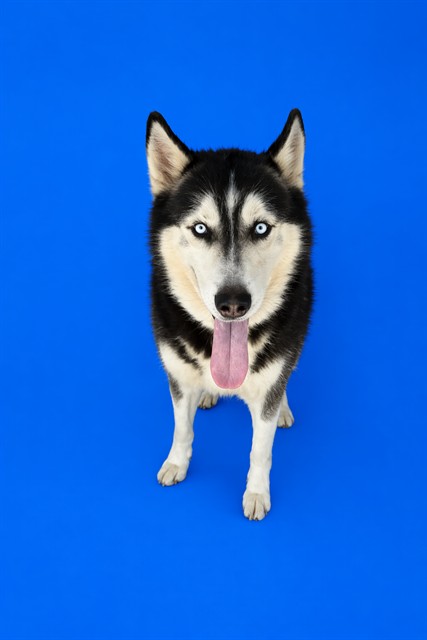 Shelter Stray Male Dog last seen Near BLOCK SW 99 AVE, 3599 NW 79th Ave, Doral, FL 33122, USA