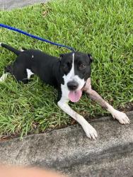 Shelter Stray Male Dog last seen Near BLOCK SW 142ND AVE, 3599 NW 79th Ave, Doral, FL 33122, USA