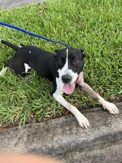 Shelter Stray Male Dog last seen Near BLOCK SW 142ND AVE, 3599 NW 79th Ave, Doral, FL 33122, USA