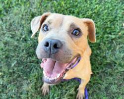 Shelter Stray Female Dog last seen CHARLOTTE, 8315 Byrum Dr, Charlotte, NC 28217, USA