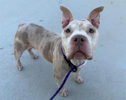 Shelter Stray Female Dog last seen CHARLOTTE, 8315 Byrum Dr, Charlotte, NC 28217, USA