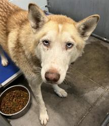 Shelter Stray Female Dog last seen CR 48 GROVELAND, 12280 County Rd 448, Tavares, FL 32778, USA