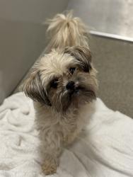 Shelter Stray Male Dog last seen Near BLOCK W ALPINE MEADOWS CIR, 4522 W 3500 S, West Valley City, UT 84120, USA
