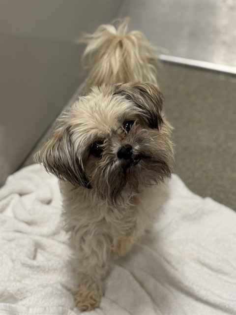 Shelter Stray Male Dog last seen Near BLOCK W ALPINE MEADOWS CIR, 4522 W 3500 S, West Valley City, UT 84120, USA