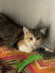 Shelter Stray Female Cat last seen Near BLOCK S 4800, 4522 W 3500 S, West Valley City, UT 84120, USA