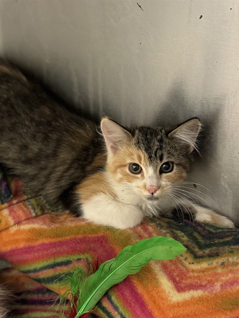 Shelter Stray Female Cat last seen Near BLOCK S 4800, 4522 W 3500 S, West Valley City, UT 84120, USA