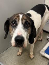 Shelter Stray Male Dog last seen Near BLOCK S 2700 S, 4522 W 3500 S, West Valley City, UT 84120, USA