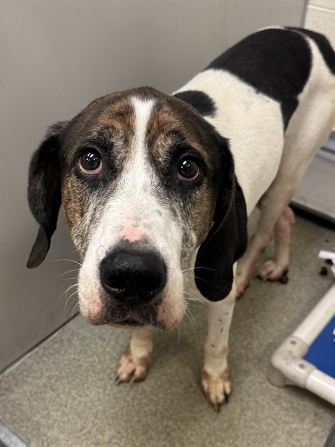 Shelter Stray Male Dog last seen Near BLOCK S 2700 S, 4522 W 3500 S, West Valley City, UT 84120, USA