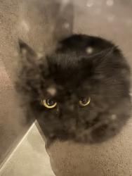 Shelter Stray Unknown Cat last seen Near BLOCK S 4800 W, WEST VALLEY CITY UT 84120, 4522 W 3500 S, West Valley City, UT 84120, USA