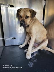 Shelter Stray Male Dog last seen DEMPSEY AND GWENDA LEA, 4710 TX-151, San Antonio, TX 78227, USA