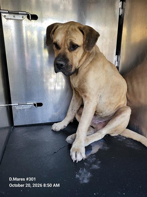 Shelter Stray Male Dog last seen DEMPSEY AND GWENDA LEA, 4710 TX-151, San Antonio, TX 78227, USA