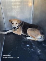 Shelter Stray Female Dog last seen DEMPSEY AND GWENDA LEA, 4710 TX-151, San Antonio, TX 78227, USA