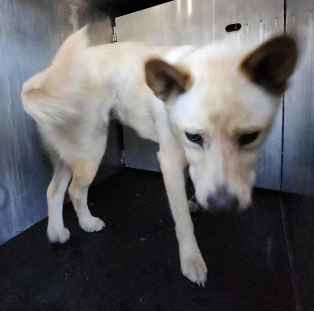 Shelter Stray Female Dog last seen Near BLOCK MCCULLOUGH, 4710 TX-151, San Antonio, TX 78227, USA