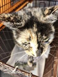 Shelter Stray Female Cat last seen Near BLOCK E MITCHELL ST #114, 4710 TX-151, San Antonio, TX 78227, USA