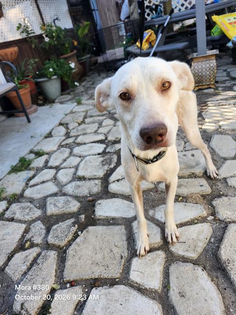 Shelter Stray Male Dog last seen Near BLOCK COMMERCIAL AVE, 4710 TX-151, San Antonio, TX 78227, USA
