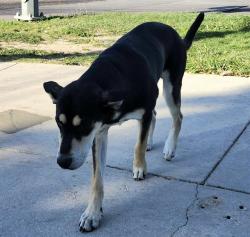 Shelter Stray Male Dog last seen Near BLOCK N ROSILLO, 4710 TX-151, San Antonio, TX 78227, USA