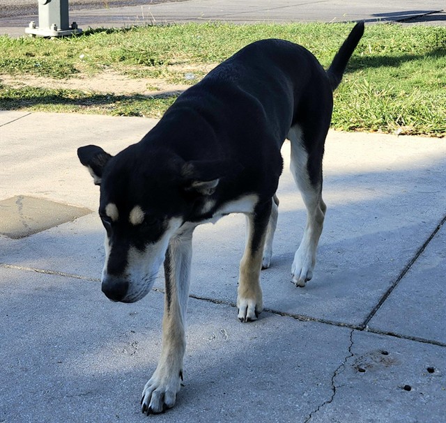 Shelter Stray Male Dog last seen Near BLOCK N ROSILLO, 4710 TX-151, San Antonio, TX 78227, USA
