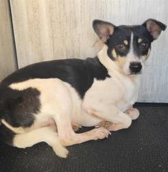 Shelter Stray Male Dog last seen ALBIN DR & VANDIVER, 4710 TX-151, San Antonio, TX 78227, USA