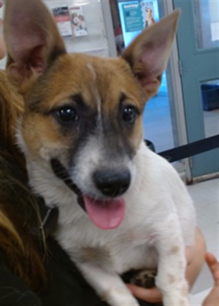 Shelter Stray Male Dog last seen Near BLOCK EPPERLY DR, 2811 SE 29th St, Oklahoma City, OK 73129, USA