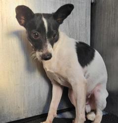 Shelter Stray Male Dog last seen ALBIN DR & VANDIVER, 4710 TX-151, San Antonio, TX 78227, USA
