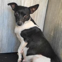 Shelter Stray Female Dog last seen ALBIN DR & VANDIVER, 4710 TX-151, San Antonio, TX 78227, USA