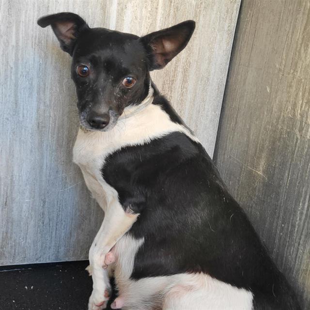 Shelter Stray Female Dog last seen ALBIN DR & VANDIVER, 4710 TX-151, San Antonio, TX 78227, USA
