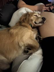 Reunited Male Dog last seen Blackhorse dr & Northcote Rd, Santee, CA 92071