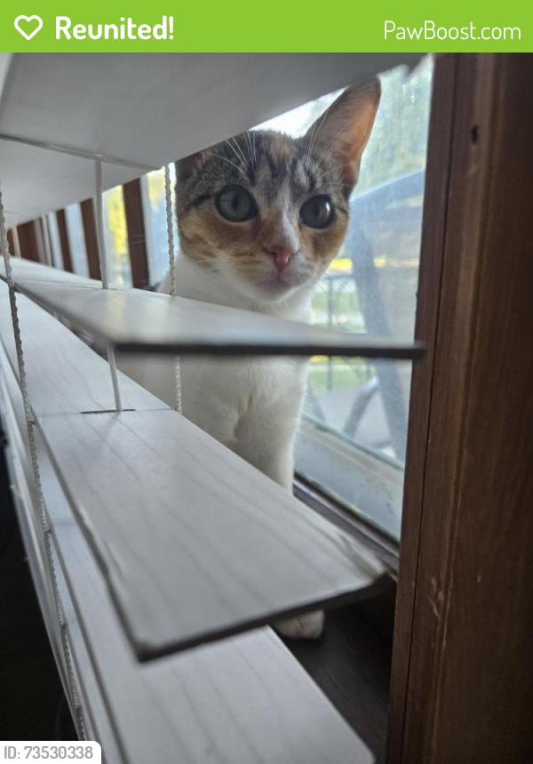 Reunited Female Cat last seen 82nd and Auer, Milwaukee, WI 53222