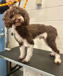 Reunited Male Dog last seen Rice and Wheelock, Saint Paul, MN 55117