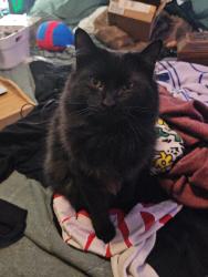 Reunited Male Cat last seen Schnucks, Pekin, IL 61554
