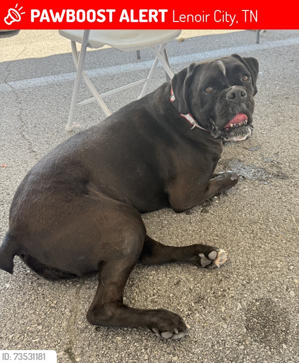 Lost Male Dog last seen Old Stage Road, Lenoir City, TN 37772