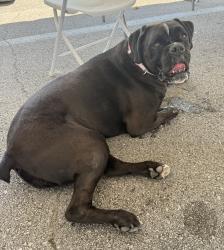 Lost Male Dog last seen Old Stage Road, Lenoir City, TN 37772