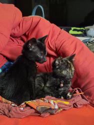 Found/Stray Female Cat last seen Fremont Blvd., Fremont, CA 94538