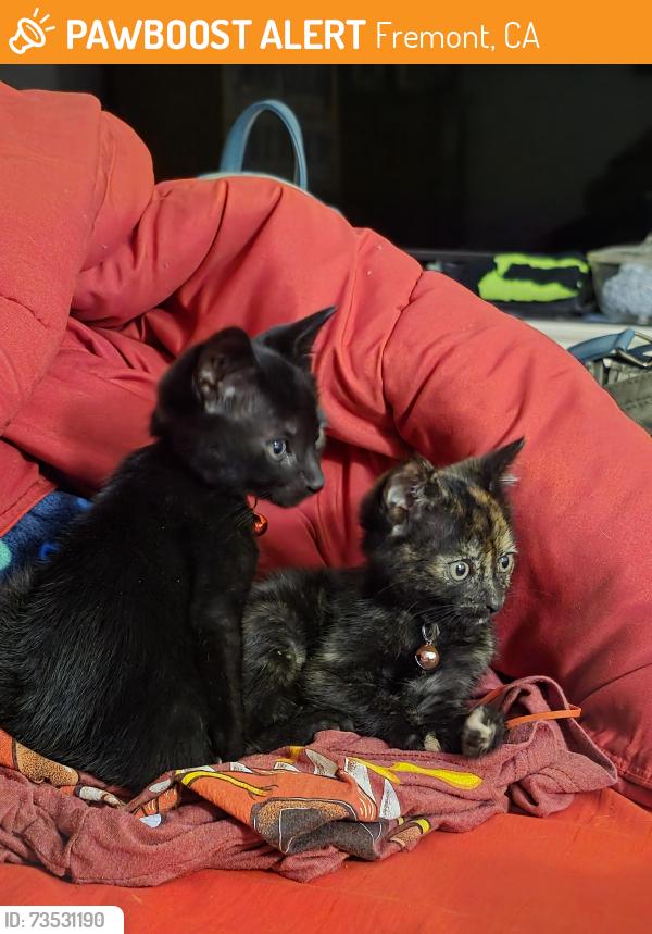 Found/Stray Female Cat last seen Fremont Blvd., Fremont, CA 94538