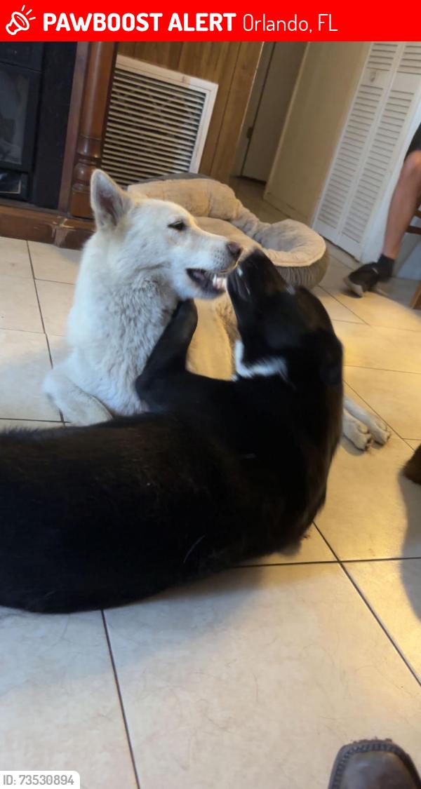 Lost Male Dog last seen Clarcona-Ocoee and Lake Sparling in Pine Hills, Orlando, FL 32808