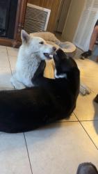 Lost Male Dog last seen Clarcona-Ocoee and Lake Sparling in Pine Hills, Orlando, FL 32808