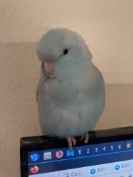 Lost Male Bird last seen Behind the Covington Library, Covington, WA 98042