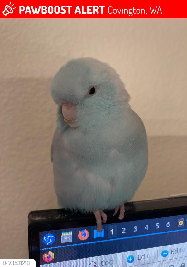 Lost Male Bird last seen Behind the Covington Library, Covington, WA 98042