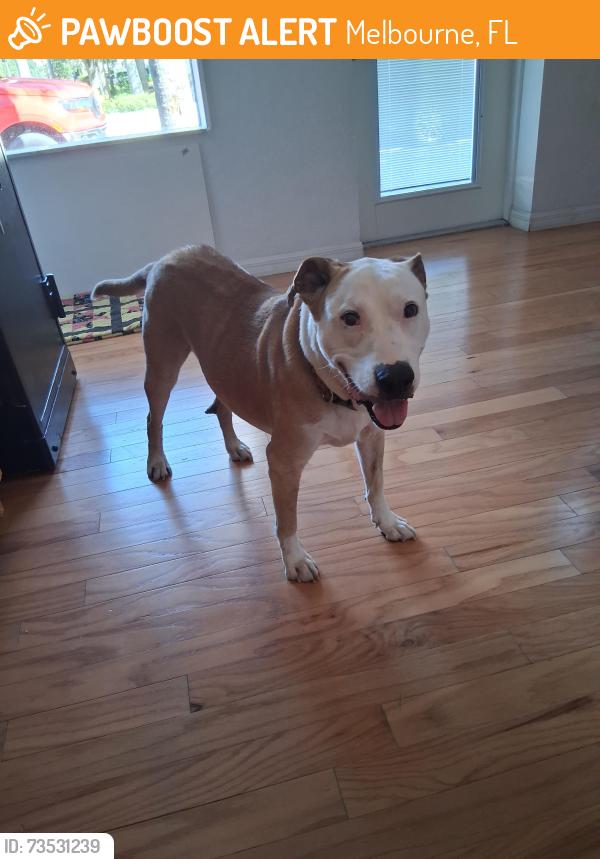 Found/Stray Male Dog last seen New Haven - Hickory, Melbourne, FL 32901