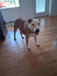 Found/Stray Male Dog last seen New Haven - Hickory, Melbourne, FL 32901