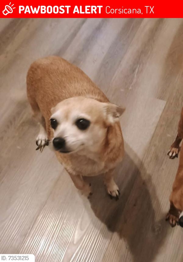 Lost Female Dog last seen The Dollar General on Beaton, Corsicana, TX 75110