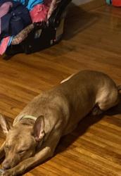 Reunited Female Dog last seen Cumberland Rd, Mound, MN 55364