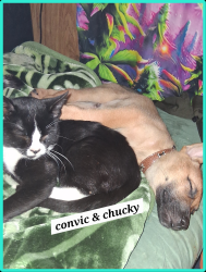 Lost Male Cat last seen 21st & make street Tacoma Washington 98408, Tacoma, WA 98405