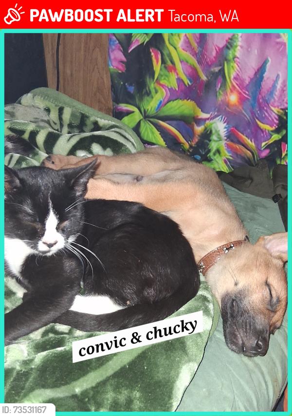 Lost Male Cat last seen 21st & make street Tacoma Washington 98408, Tacoma, WA 98405