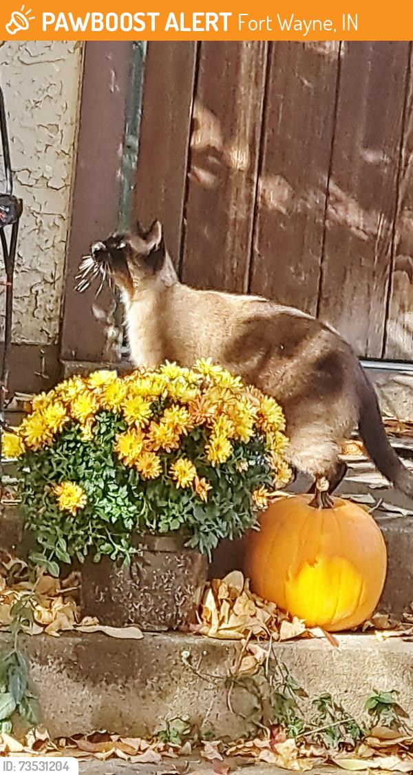 Found/Stray Male Cat last seen Near Arlington Ave ( at my hse ), Fort Wayne, IN 46802